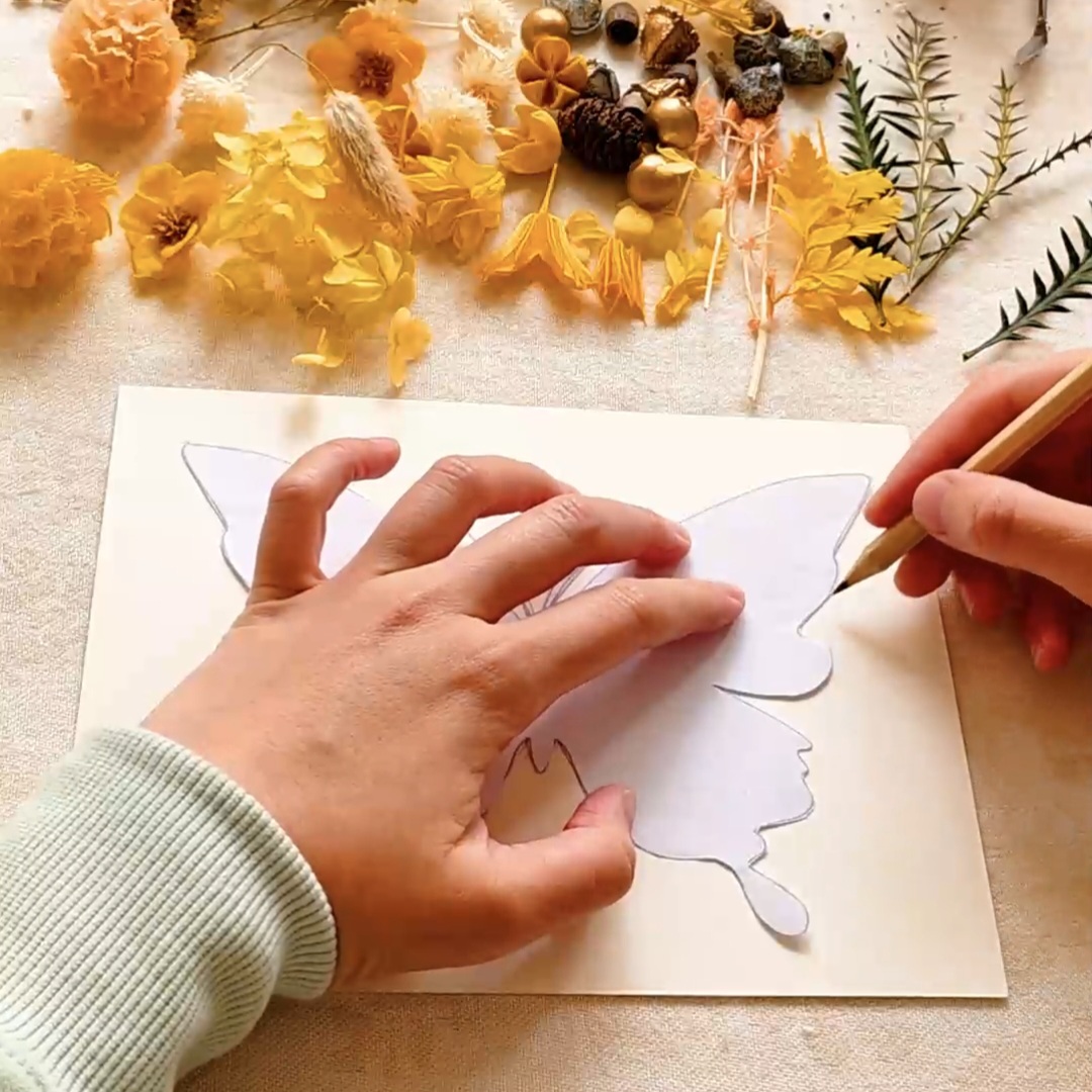 Sketch the butterfly